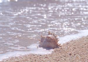 家族で楽しむ石垣島アクティビティ完全ガイド！子供と自然を満喫する思い出作りのヒント